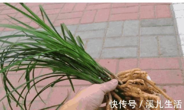养兰花，盆里加点“它”，兰根不腐，根壮叶绿，兰花开满枝头