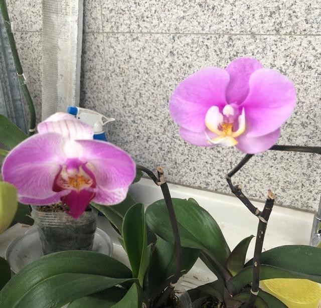  长势|给蝴蝶兰喷点它，长势旺盛，花期超长