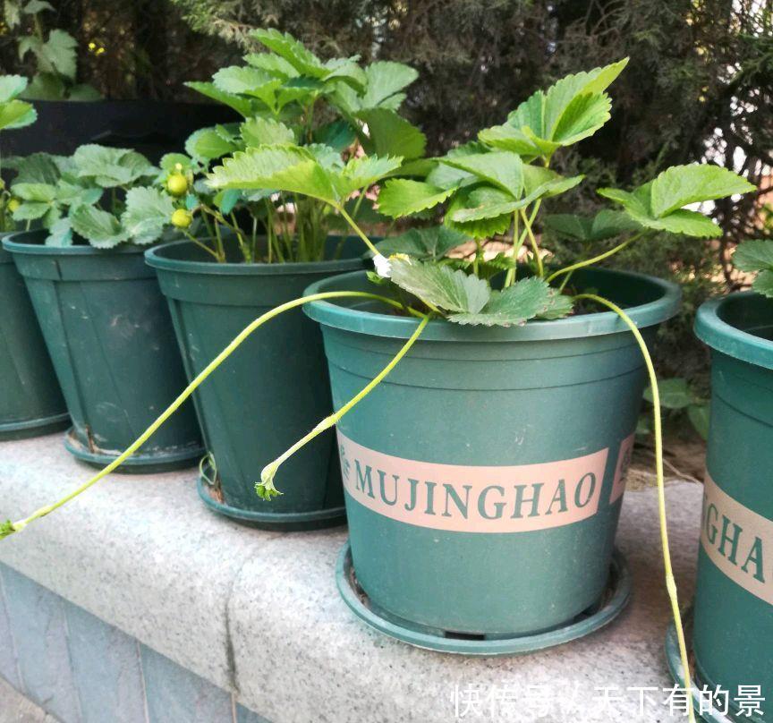 草莓|阳台如何种草莓,记住3点就好了,果多又甜,能结好几茬