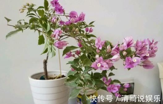 搬走|家里的“2个”地方,别再“养花”了,养了也得搬走