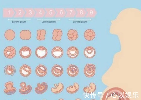 孕期|胎儿的性别,事实是在孕期的这个时间段形成的,宝妈们来看看