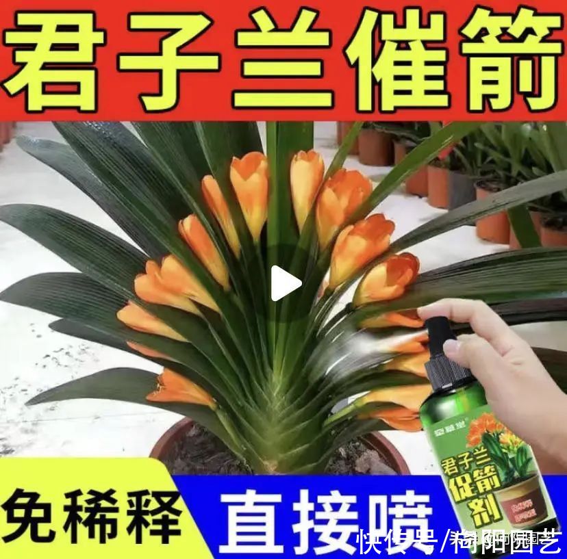 ?君子兰不开花，“神仙水”喷一喷，开出20朵？典型智商税