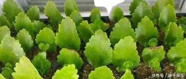 养4种花，摘下片叶子就能扦插，一样能生根成活