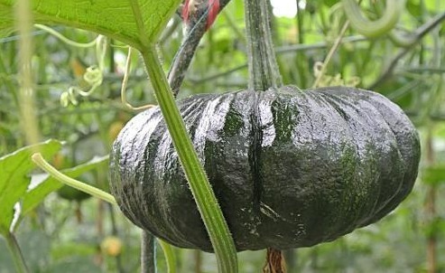 分解酶|吃南瓜好处多多,但是南瓜不能和两种食物同食,告诉身边的人