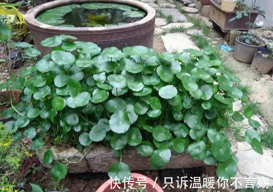 钱多多|养花技巧铜钱草养在这,7天就爆盆,叶子长成巴掌大!