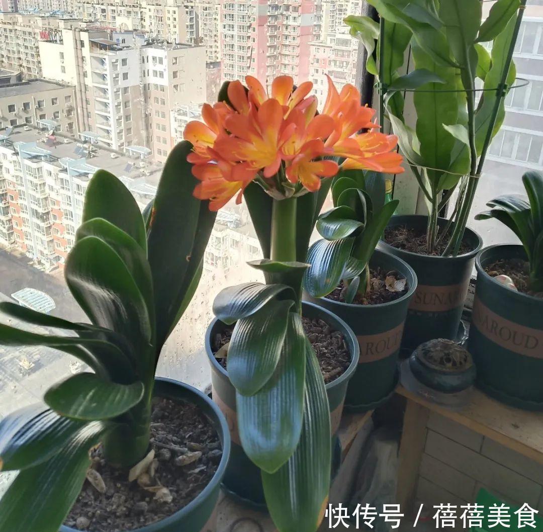 养君子兰就得学会6要点,叶子绿油亮,开花多又大