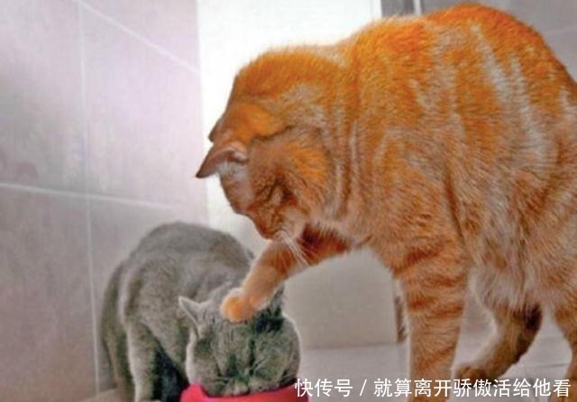 艺术家|艺术家创造有趣的动物雕塑,你觉得哪个最搞笑