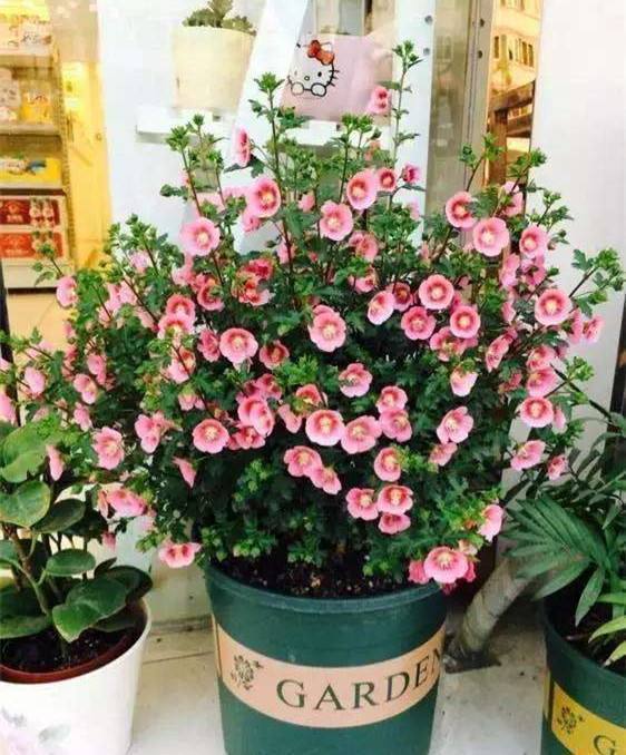 三角梅|懂花的人,喜欢此5种盆栽,“花比叶子多”,轻松养到爆盆