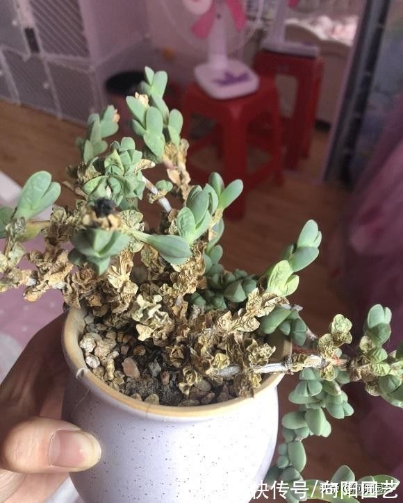 养多肉，最怕掉叶子，平常少浇水，多晒太阳，多肉不掉叶