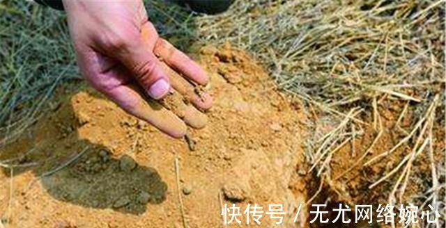 兄弟|刘邦兄弟墓被盗，盗墓贼将“摇钱树”低价卖掉，如今价值超20倍