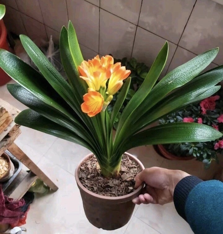 水溶液|淘米水浇花“招虫子”多做1步,肥效提10倍,养啥旺啥