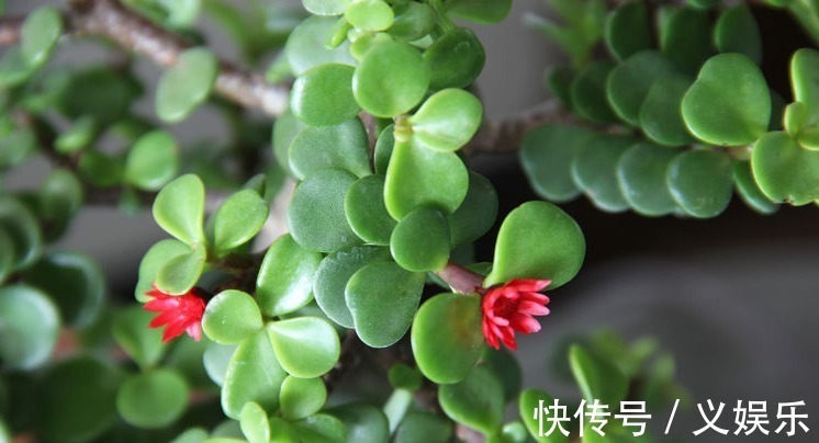 芦荟|“2种”花再贵也要养,老人孩子都健康,还能修身养性,怡养身心