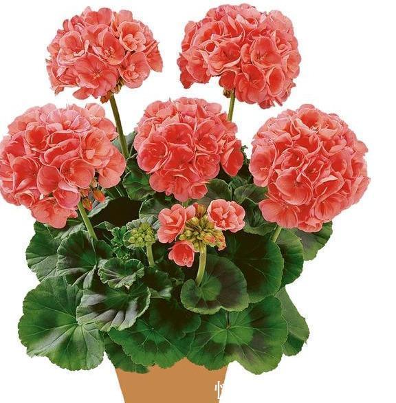 天竺葵“娇惯养”,灿烂满花苞,戳中3个软肋,一年难长个