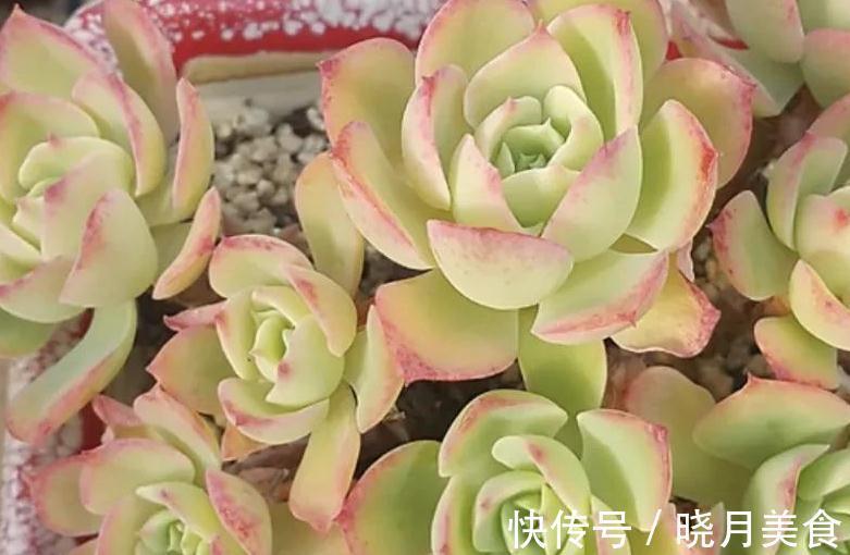 植株|多肉柠檬玫瑰太好养了吧，4个小技巧养出手捧花，颜值超级漂亮