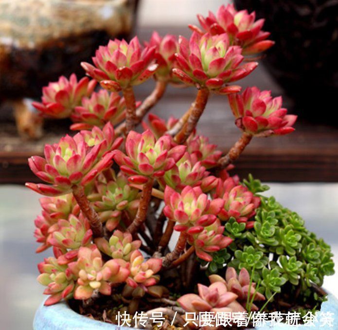 夏季|一棵多肉变老桩的整个过程，只需1年，就能养成