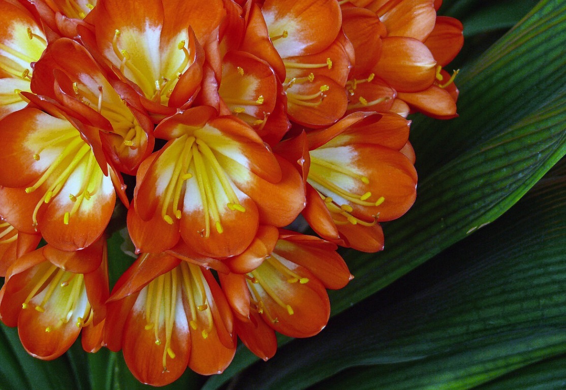 君子兰害怕五件事，新手经常犯，难怪越养越糟糕