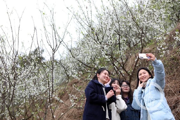 中年|唯美春日 李花绽放美如雪