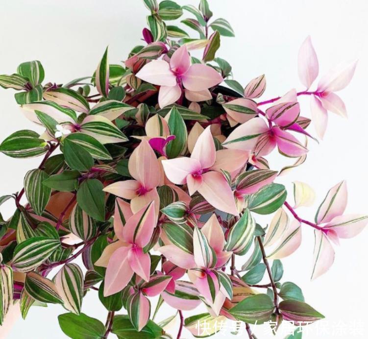 庭院选这几款花,花姿妖娆,盛开时繁花似锦,花色美轮美奂