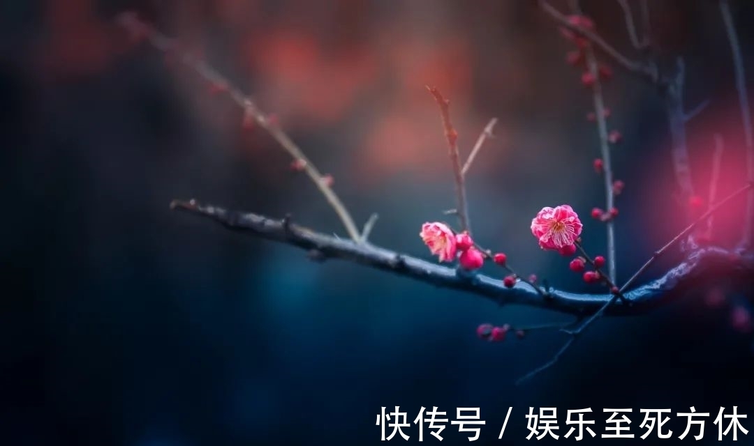 梅花#不知不觉，冬已深