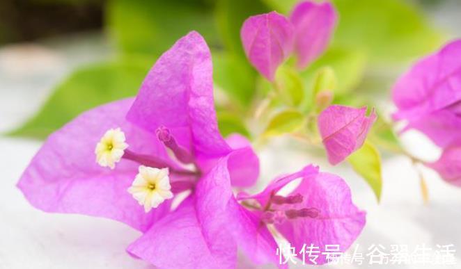 黄豆|自制一种营养液，比淘米水强10倍，每次浇花用一点，叶子油亮乌黑