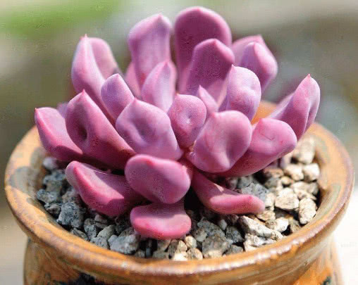 多肉丘比特怎么养教你3个小妙招，养出红润艳丽的丘比特