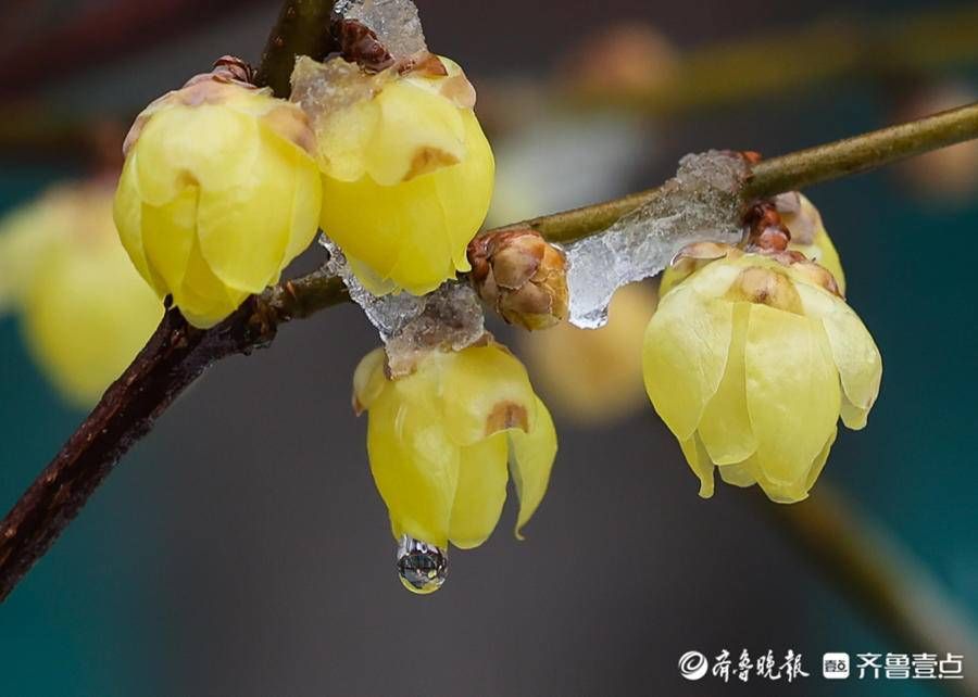 stmuthpc1800|飞雪迎春来，腊梅凌寒开