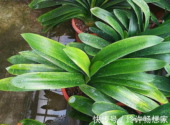 阿司匹林|什么黄豆水、淘米水都不如“这种水”,10天浇一次,叶绿花更旺