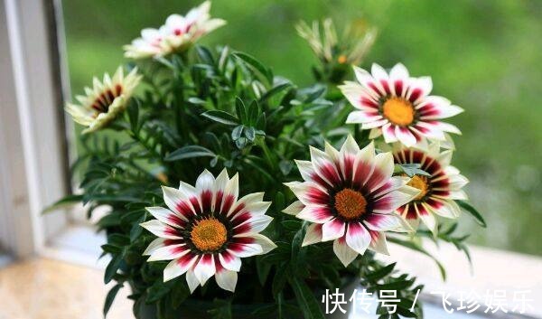 家居盆栽植物“新宠”,漂亮得像假花,一年四季花开,观赏价值高