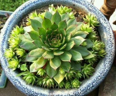 浇水|养“观音莲”,摘心之后,加点“料”,小观音莲层出不穷,易爆盆