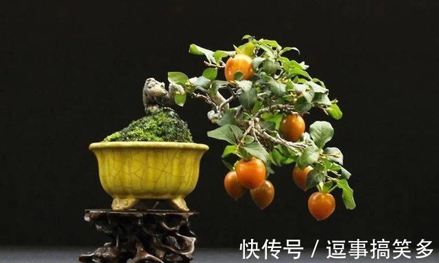 家里养盆金桔,枝头挂满“黄金果”,寓意还好!