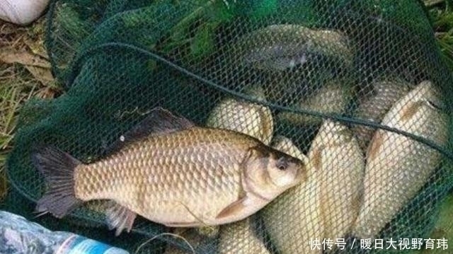 钓饵|这鲫鱼饵我连用了三十年,渔具店老板都夸夸其谈,试过的人不一般