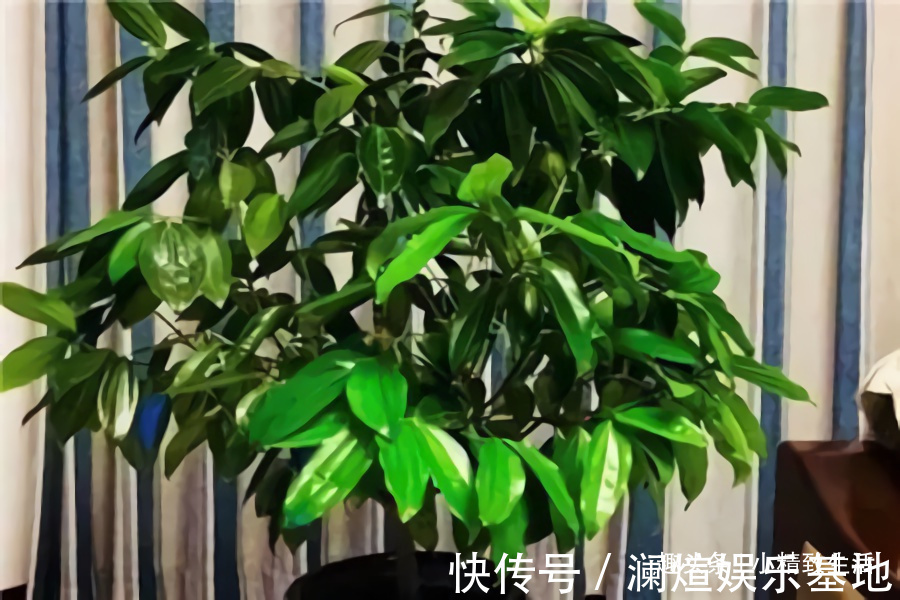 2种“废水”家家有,处理之后来浇花,根粗叶绿,半年不用施肥