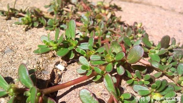 早晚吃口它体内20年的湿气全部被逼出来 老中医绝不外传!