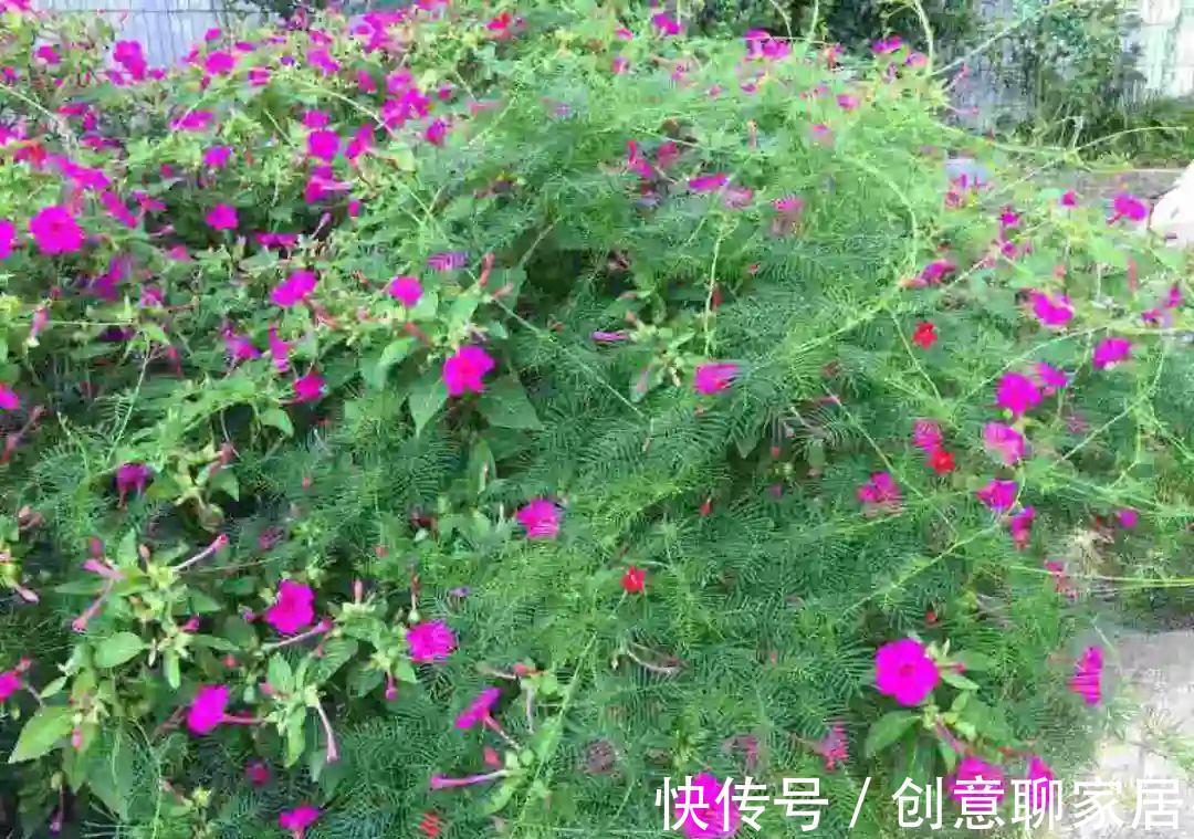 凤仙花|10种花开完不要剪,等20天之后,1盆变多盆