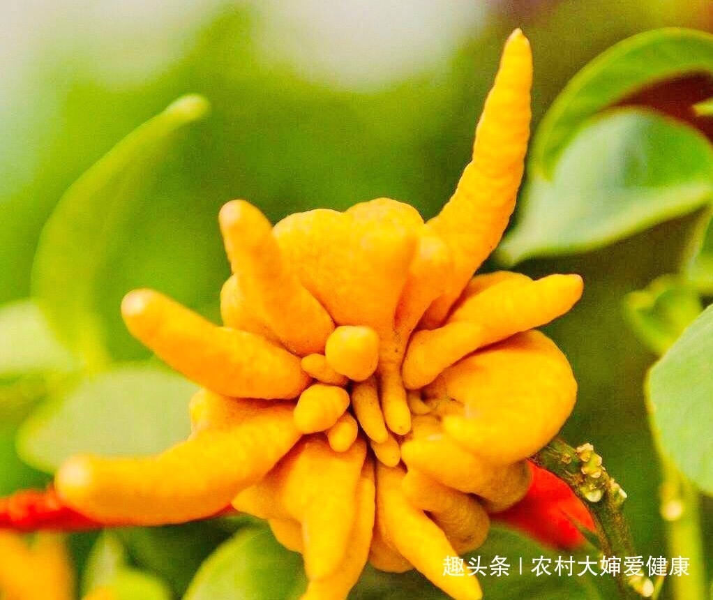 克星|子宫肌瘤“克星”此野果,女性不想患上子宫疾病,多食,还调经