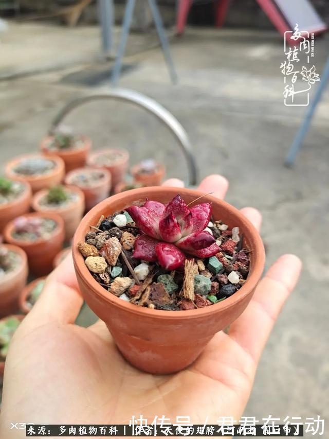 唯有植物,我的人生才不孤独!