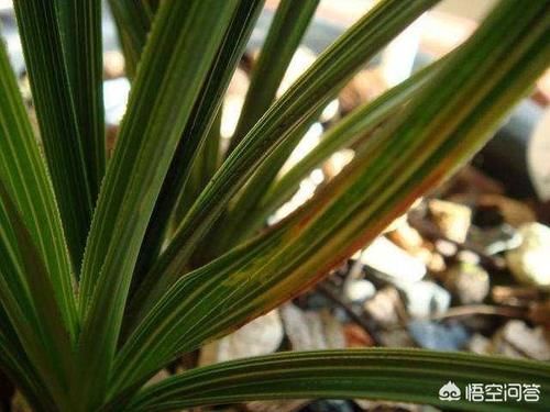 兰花休眠期能施肥吗？