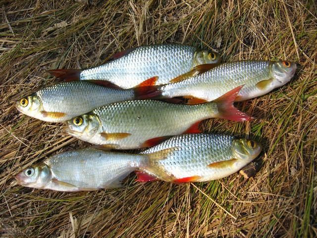 不管炸什么鱼,调面糊时多放2样,鱼炸好又酥又香,凉了也好吃