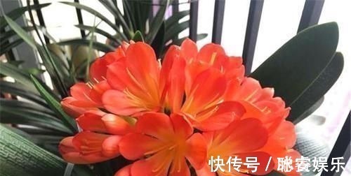 秋天|养君子兰就像“种白菜”狂长叶不开花,3个解密,开花几十年