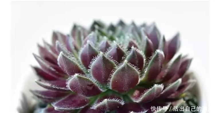 这些毛绒绒的多肉不要太萌!见到了就要买回家的萌宝~