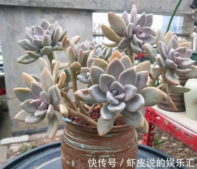 黄丽|别担心,4款多肉室外养,冬季再冷也不怕,叶片肥厚鲜艳,很漂亮