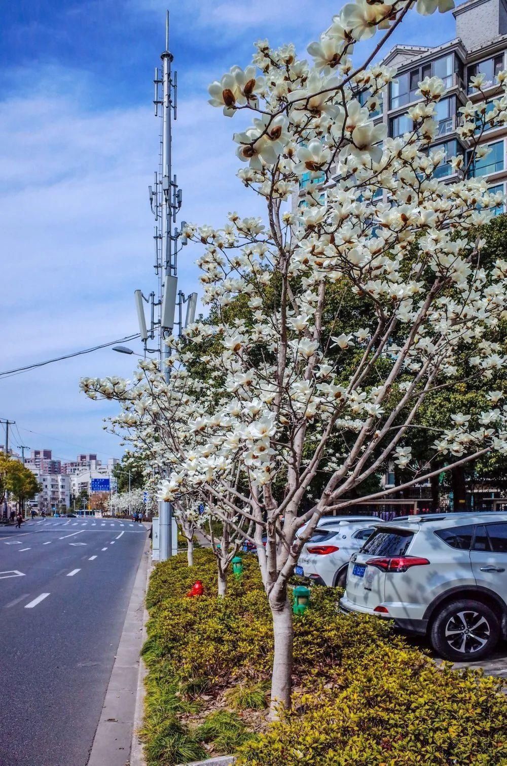 玉兰|最近，路过普陀这条路的人都会不约而同掏出手机拍照，原来是因为……