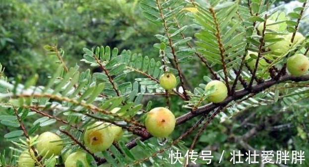 树苗|这野果吃一口忘不了,一口苦,二口酸,三口回甘,药食两用价值高!
