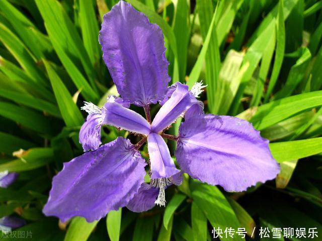 若有幸在路边看到马蔺花，请别犹豫，尽快移植回家，观赏价值高