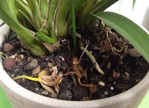 室内养花，浇水遵照“4不”规则，这个冬天并不难熬