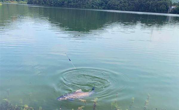 野钓大鱼用饵技巧,对比蘸米钓和麻团钓,用这几招,小鱼群钓大鱼