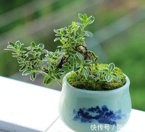 功效|艾治百病!艾叶烧完,灰别扔,收集起来,有你意想不到的神奇功效