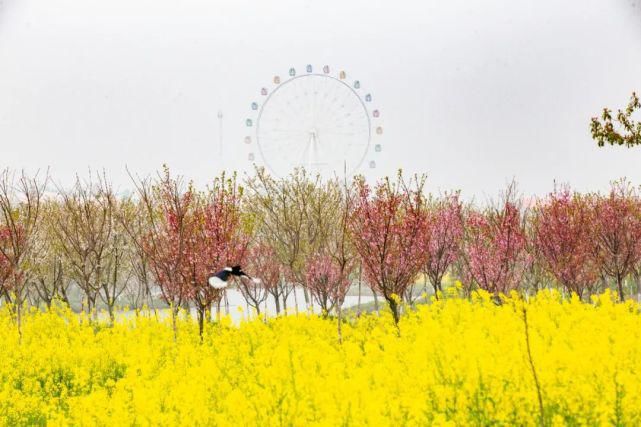 农业|“种”出好风景 卖出好“钱景” —安陆农旅融合催生“美丽经济”