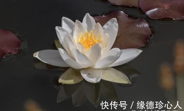 旧爱|7天过后，落花流水，旧爱回头，魂牵梦绕，另觅他人，再度牵手