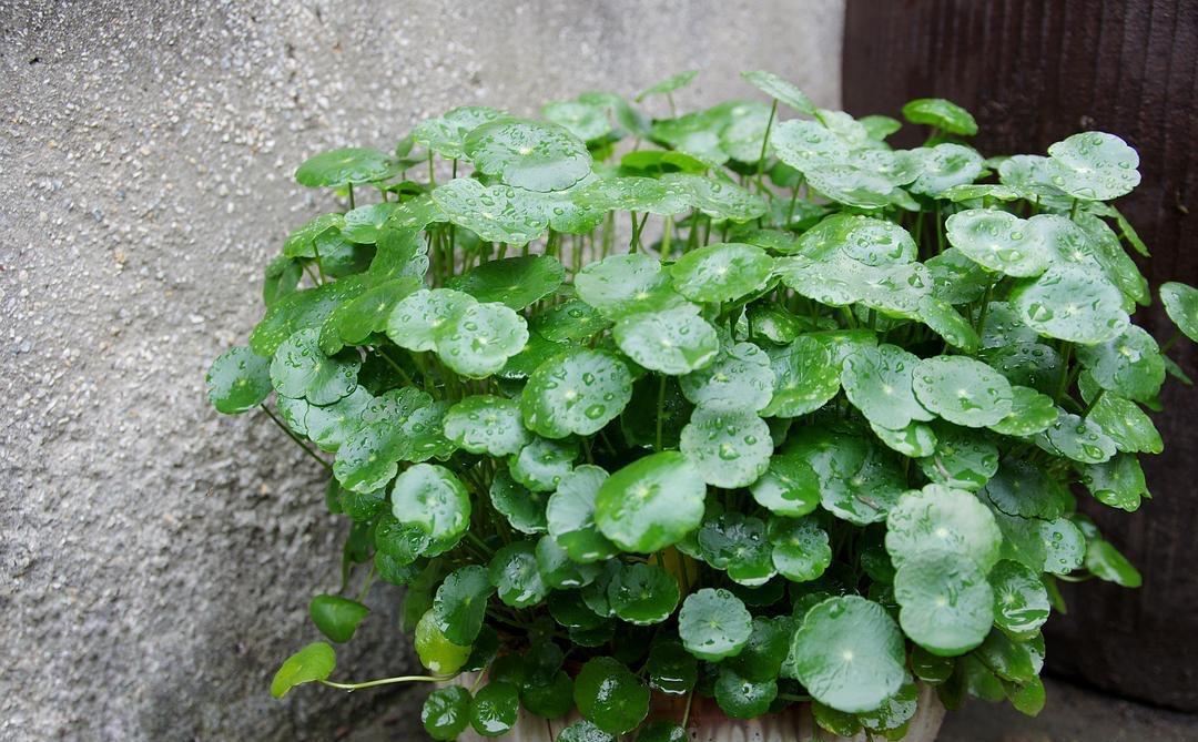 爆盆|家中养就3种花,名字带“钱”寓意好,枝叶多,美观大气又好养